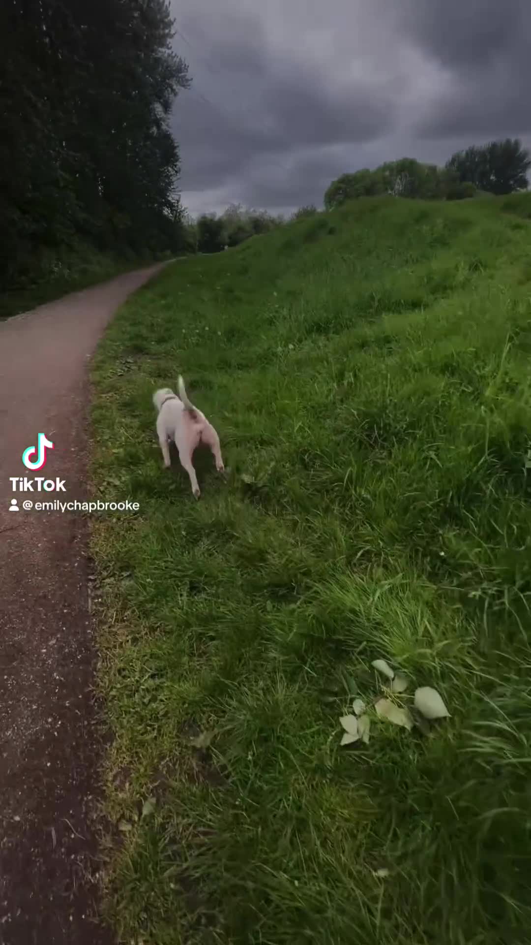 Mixed Breed dogs for sale: My beautiful Pearl ♥️ in Manchester - Video 1