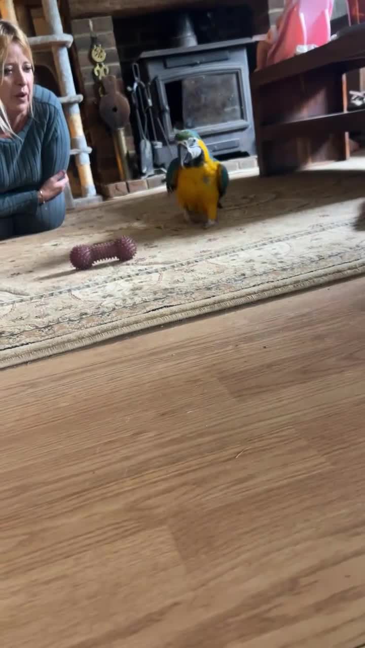 Parrots birds for sale: Blue and gold Macaw  - Video 1