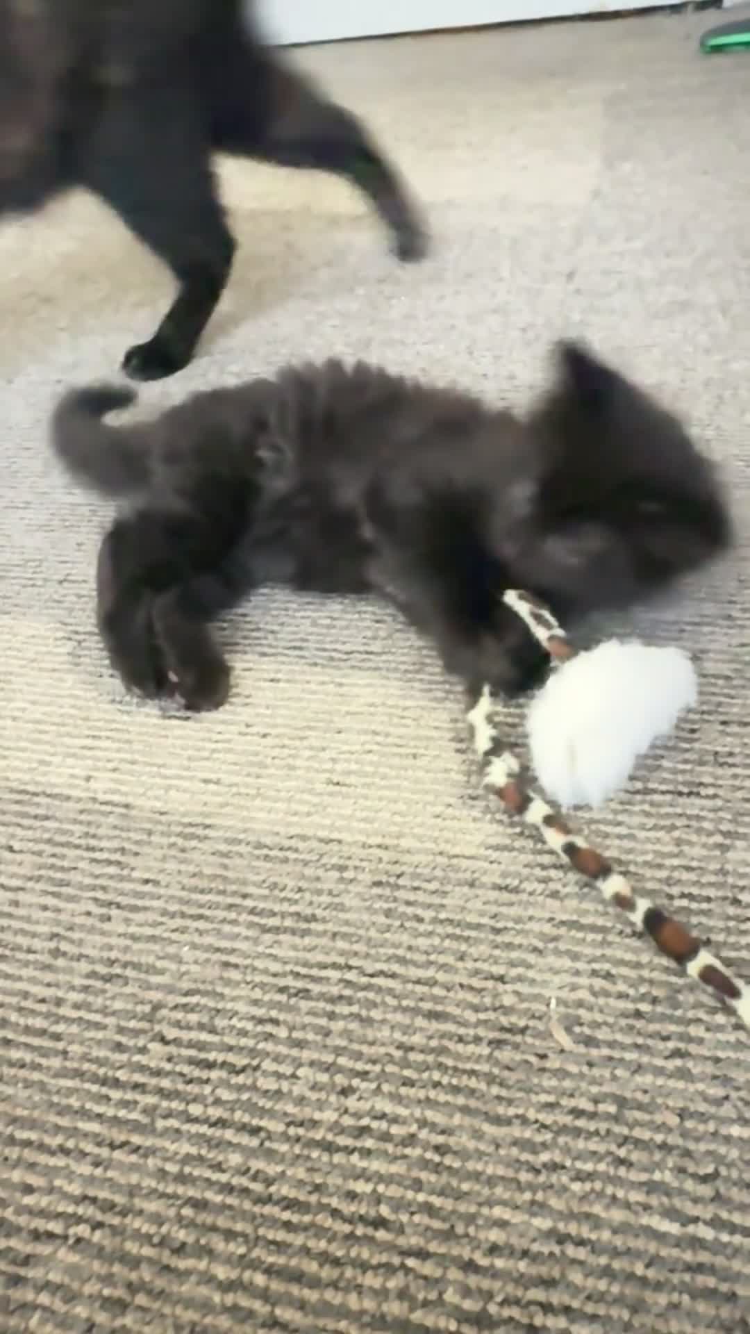 Mixed Breed cats for sale: Fluffy kitten - Video 1