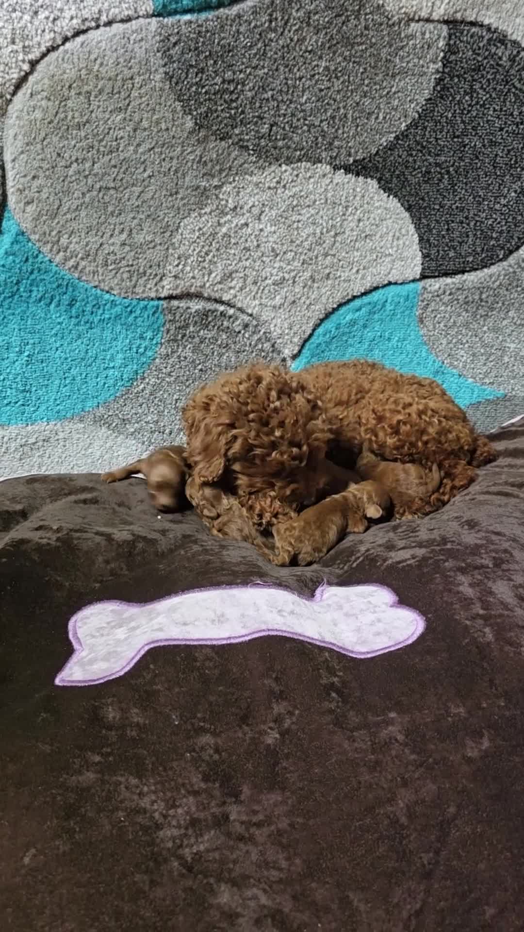 Toy Poodle dogs for sale: Beautiful Red Toy Poodle Puppies  in Dagenham - Video 2