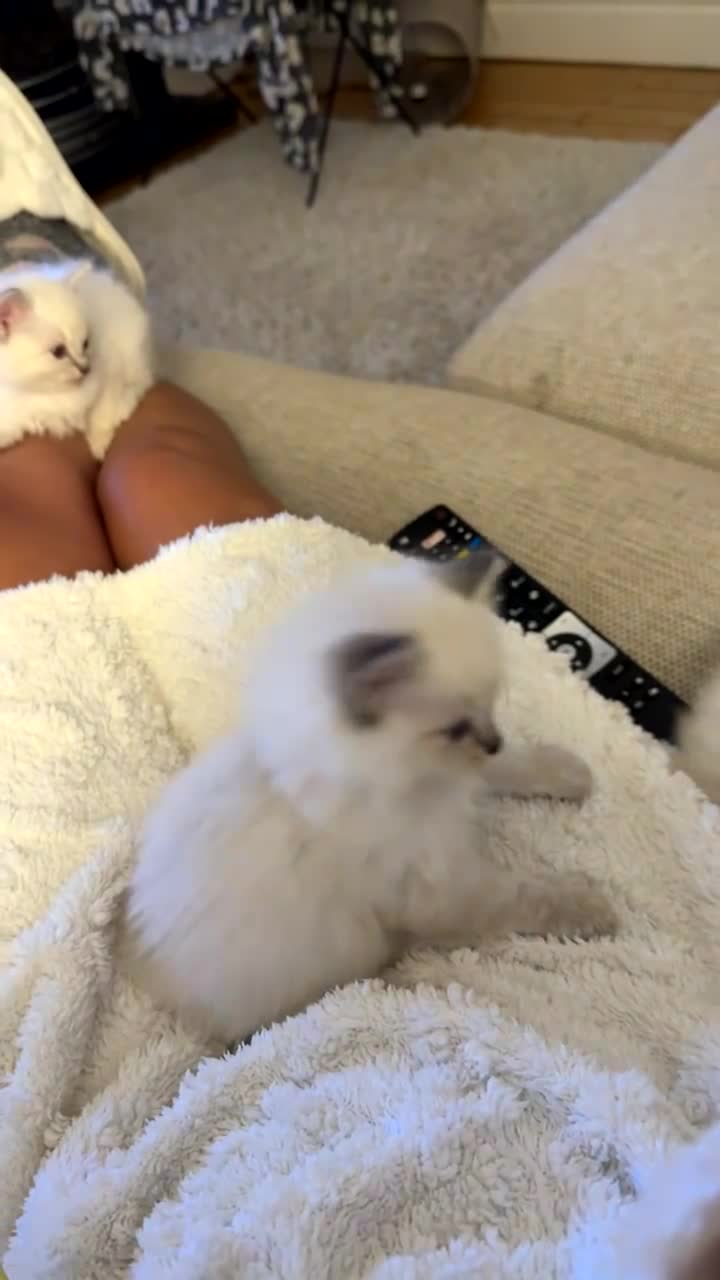 Ragdoll cats for sale: Purebred Ragdoll Kittens in Lytham Saint Annes - Video 1
