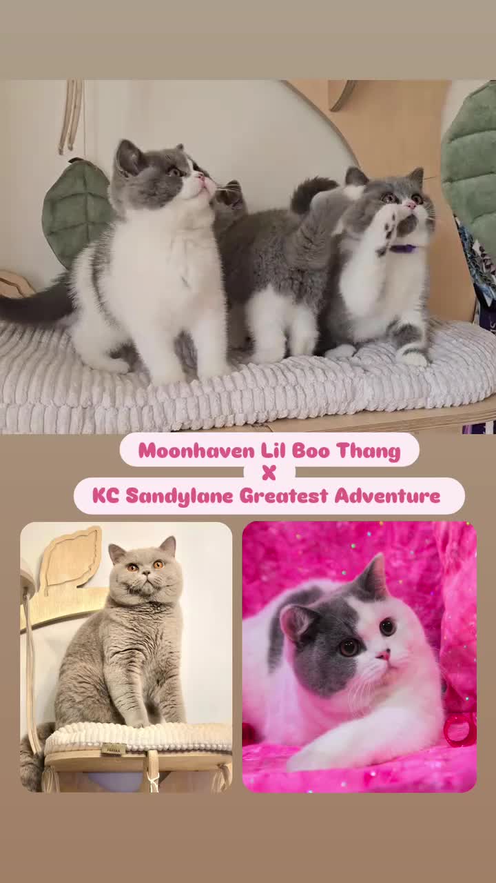 British Shorthair cats for sale: 🏆 TICA Reg British Shorthair Female - Video 2