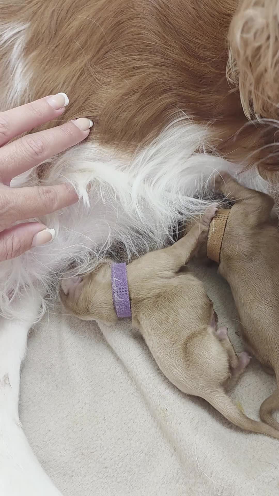 Cavalier King Charles Spaniel dogs for sale: Cavalier King Charles Spaniel - Video 1