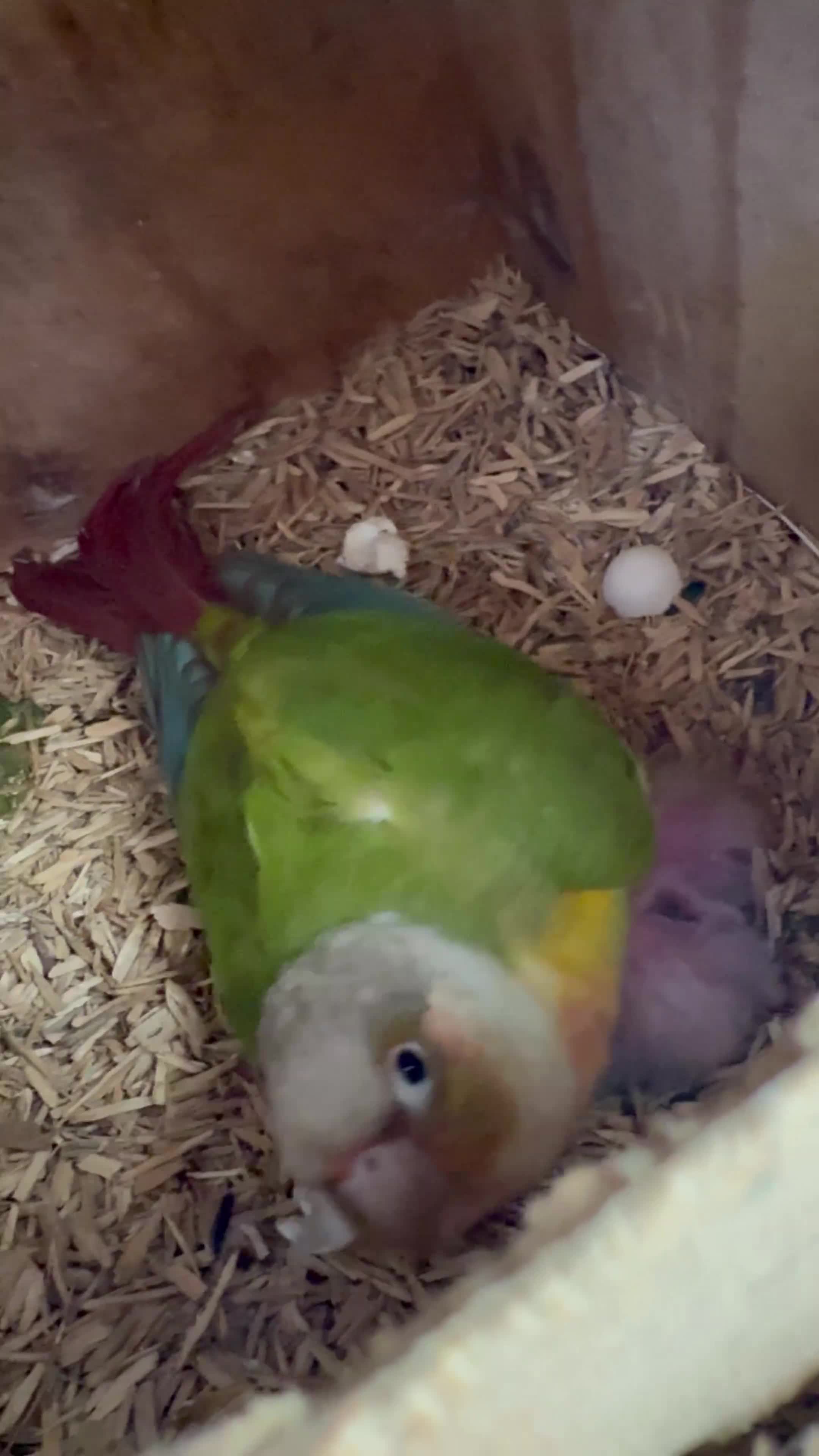 Conures birds for sale: pairs conure - Video 2