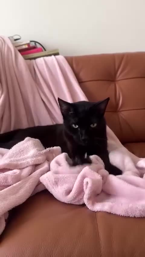 Mixed Breed cats for adoption: VASYA - HANDSOME, AFFECTIONATE NEUTERED 5y old boy - Video 2
