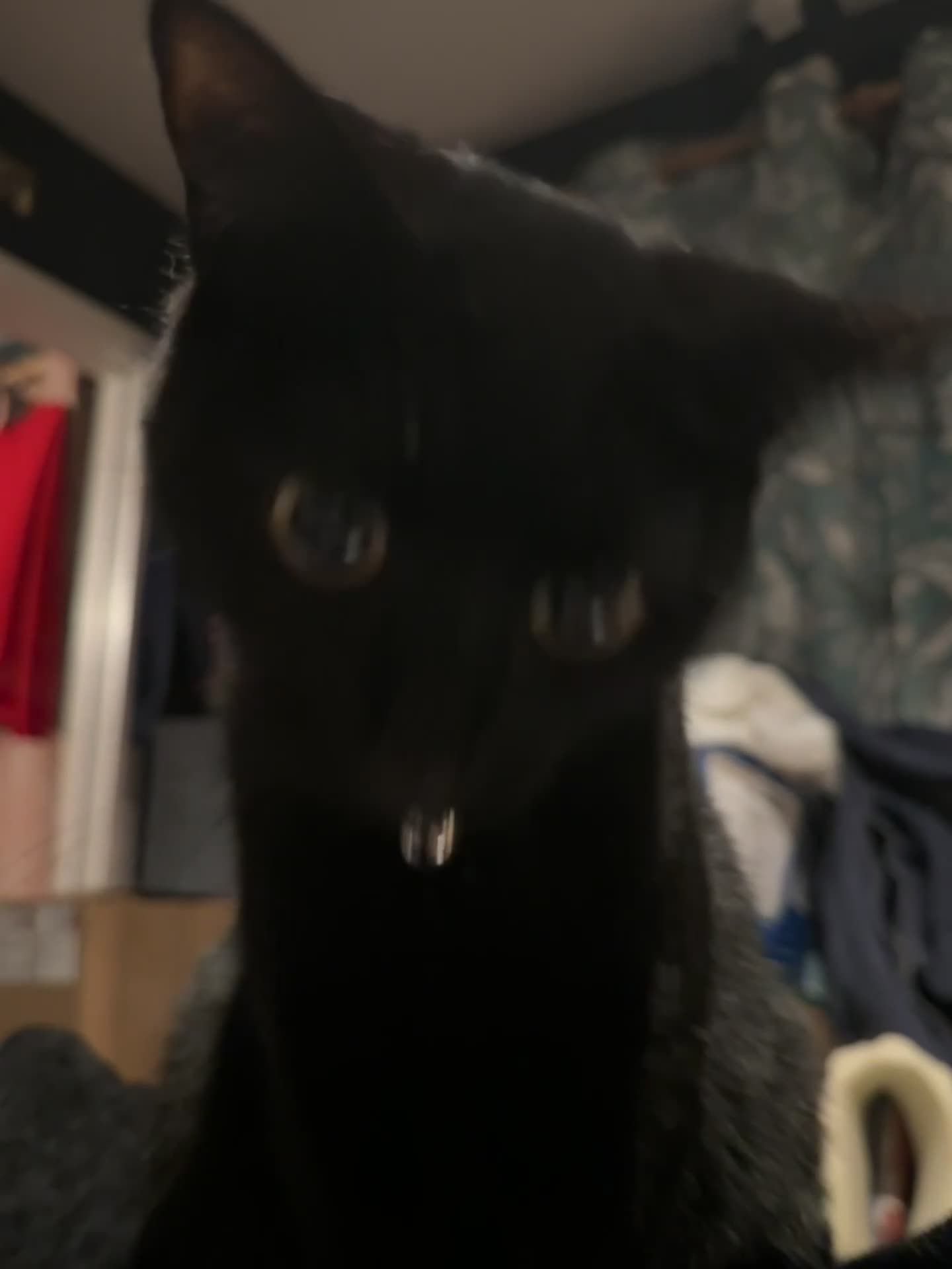 Bombay cats for sale: 🌸 Female Cat Looking for a New Home 🌸 - Video 3