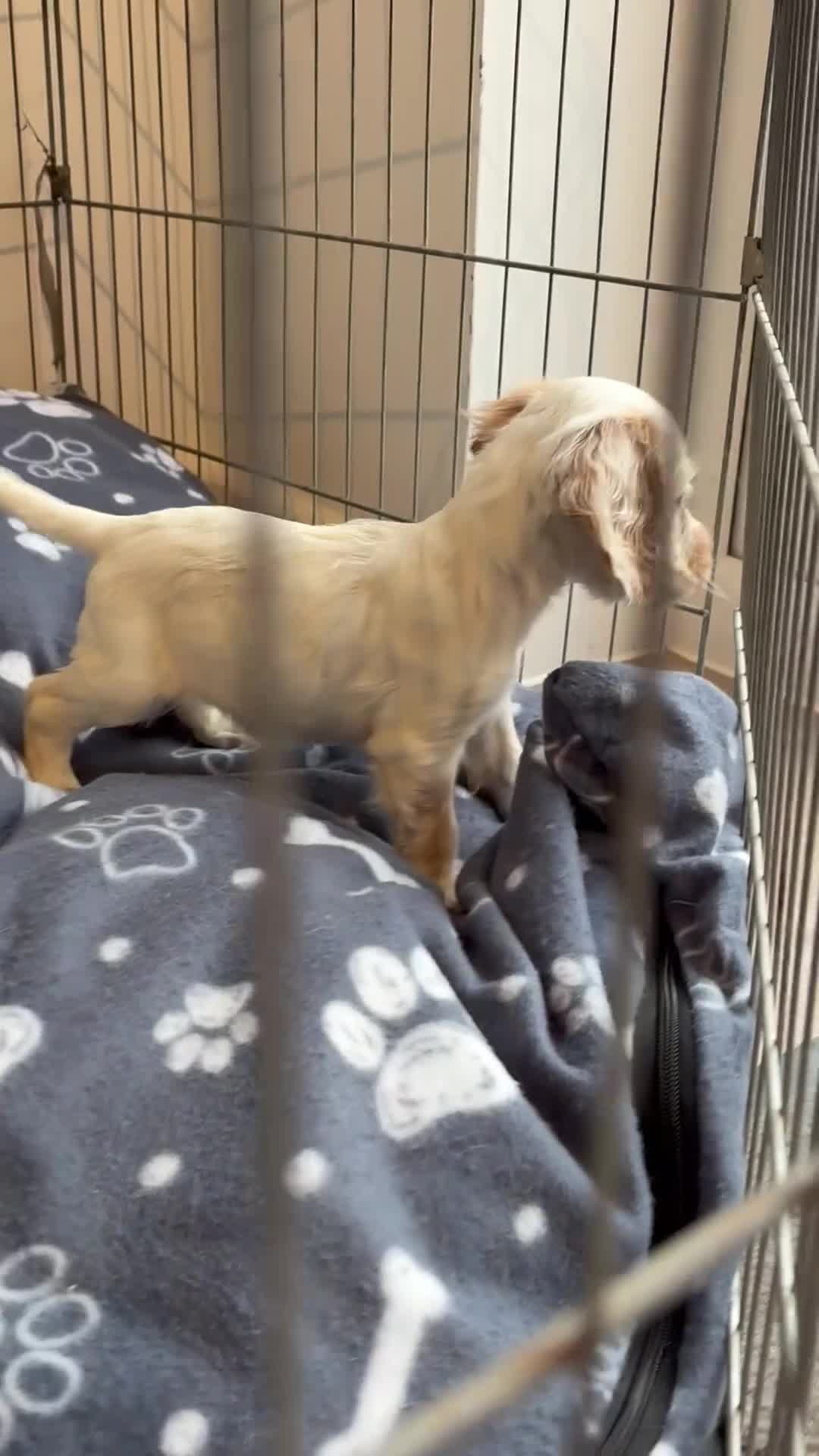 Cocker Spaniel dogs for sale: Adorable cocker spaniel puppies  - Video 2