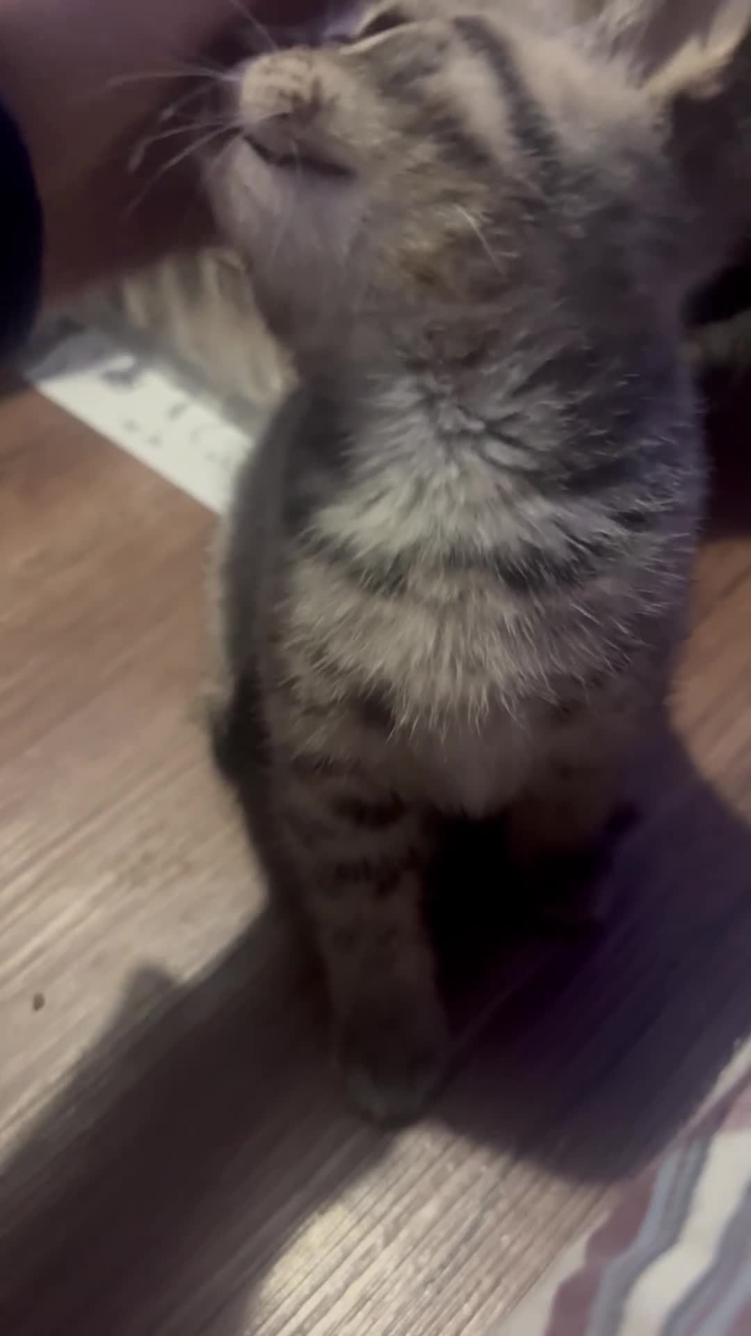 Mixed Breed cats for sale: 4 pretty kittens - Video 2