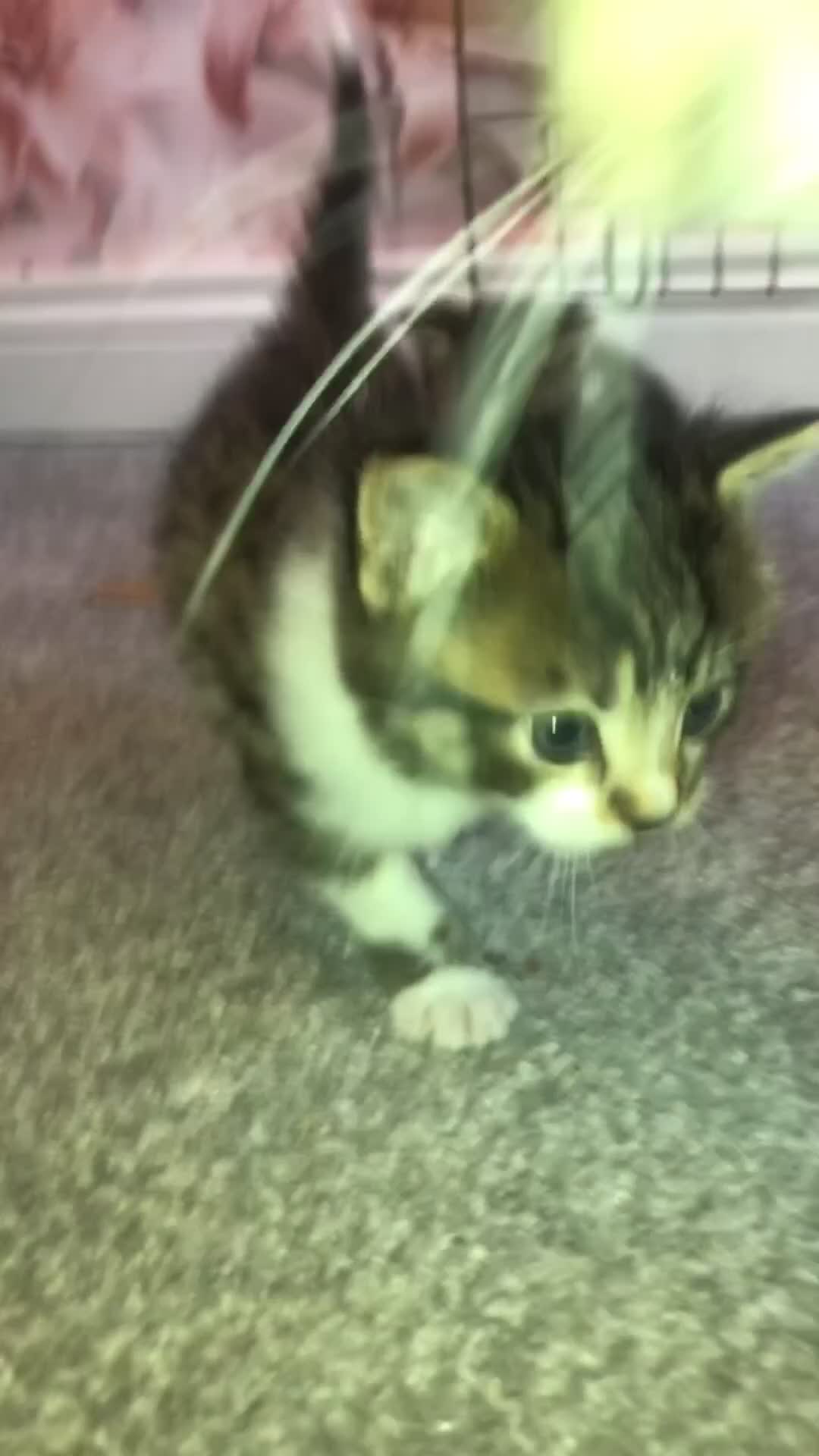 Mixed Breed cats for sale: 3 Short Haired Mixed Breed Kittens  - Video 2