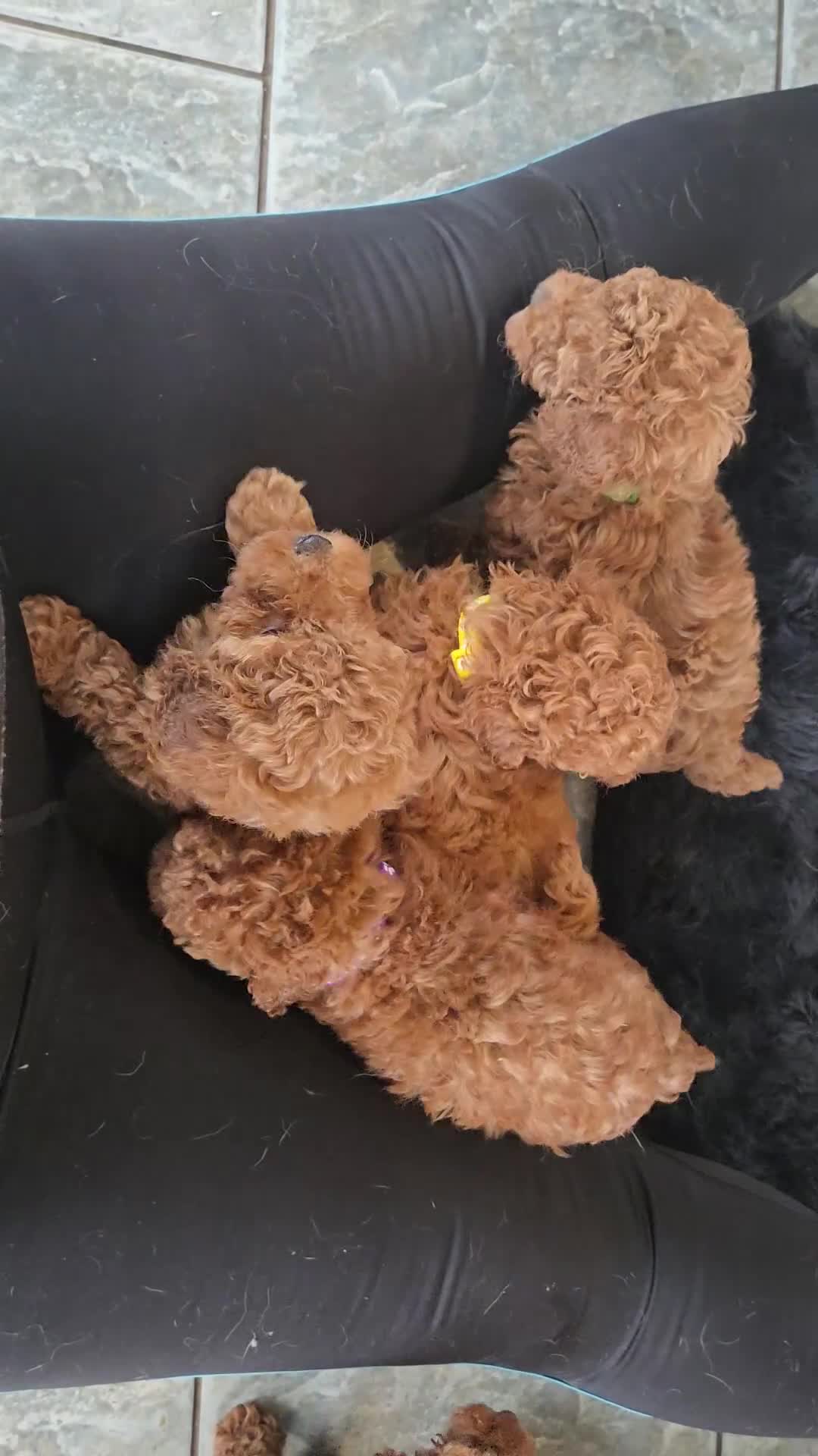Toy Poodle dogs for sale: KC Tiny Red Toy Poodle - Video 1