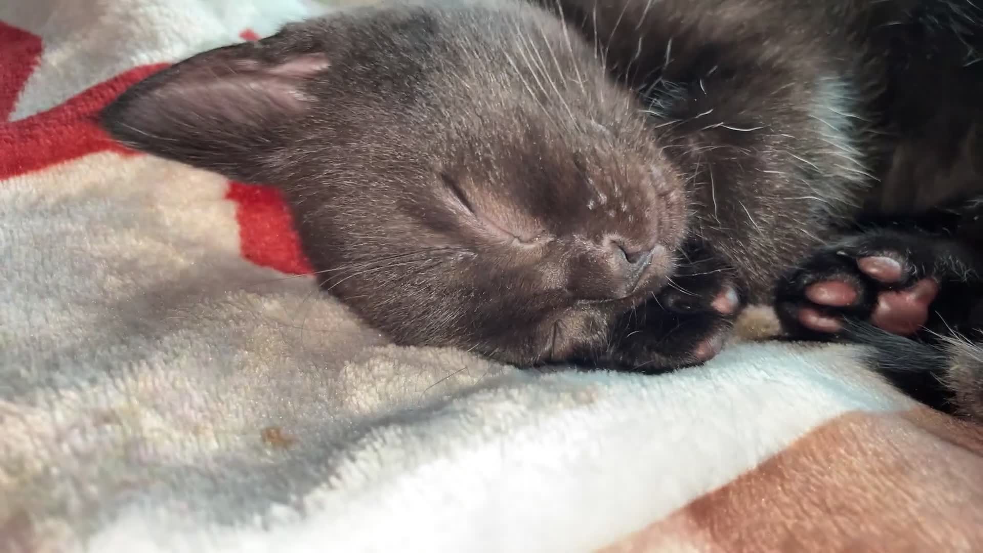 Mixed Breed cats for sale: Three beautiful kittens for sale  in Torquay - Video 2
