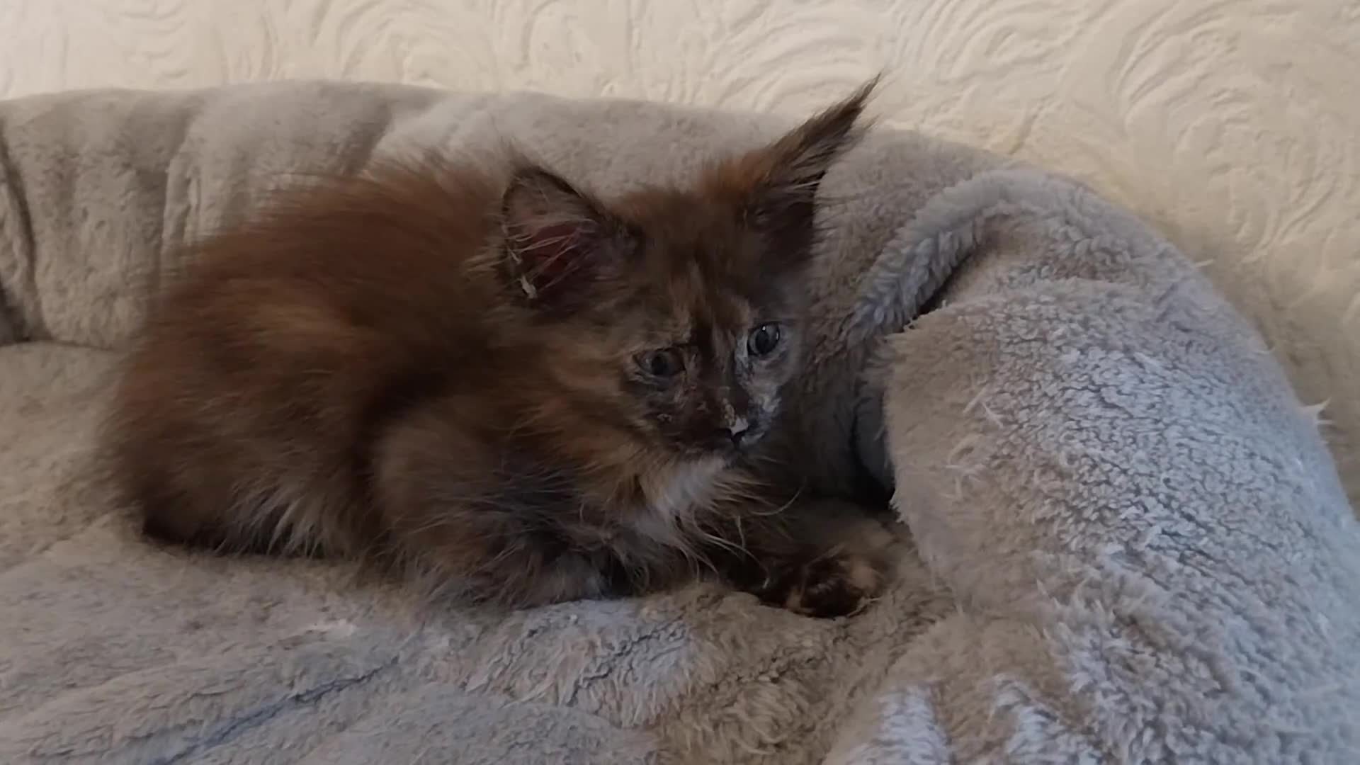 Maine Coon cats for sale: TICA Reg Maine Coon Kittens. Red. Tortie. White - Video 4