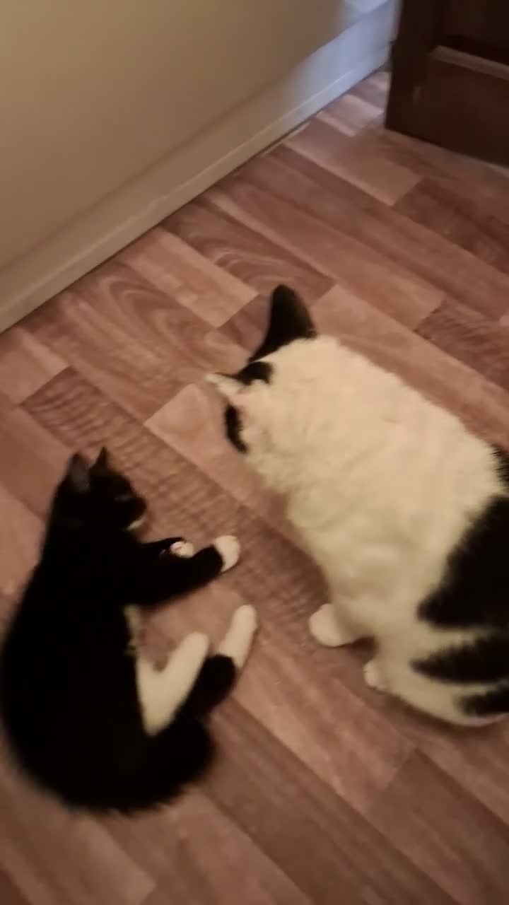 Mixed Breed cats for sale: Two little kittens looking for a home. - Video 5