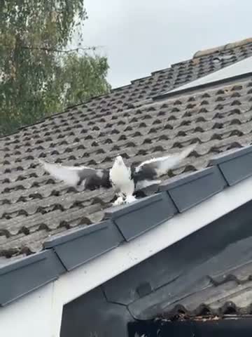 Pigeons birds for sale: Frill back pigeon  - Video 1