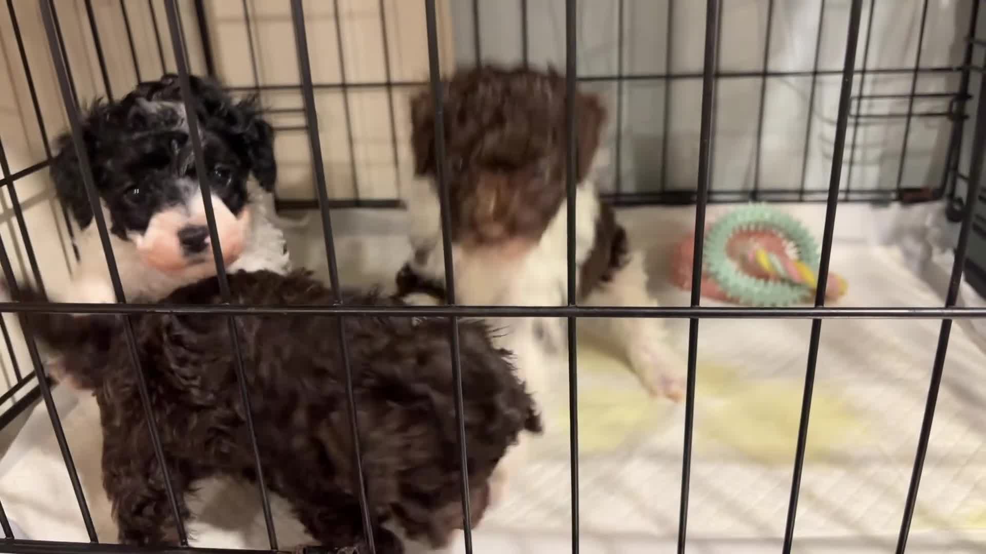 Toy Poodle dogs for sale: Miniature Poodle Puppies READY SOON - Video 3