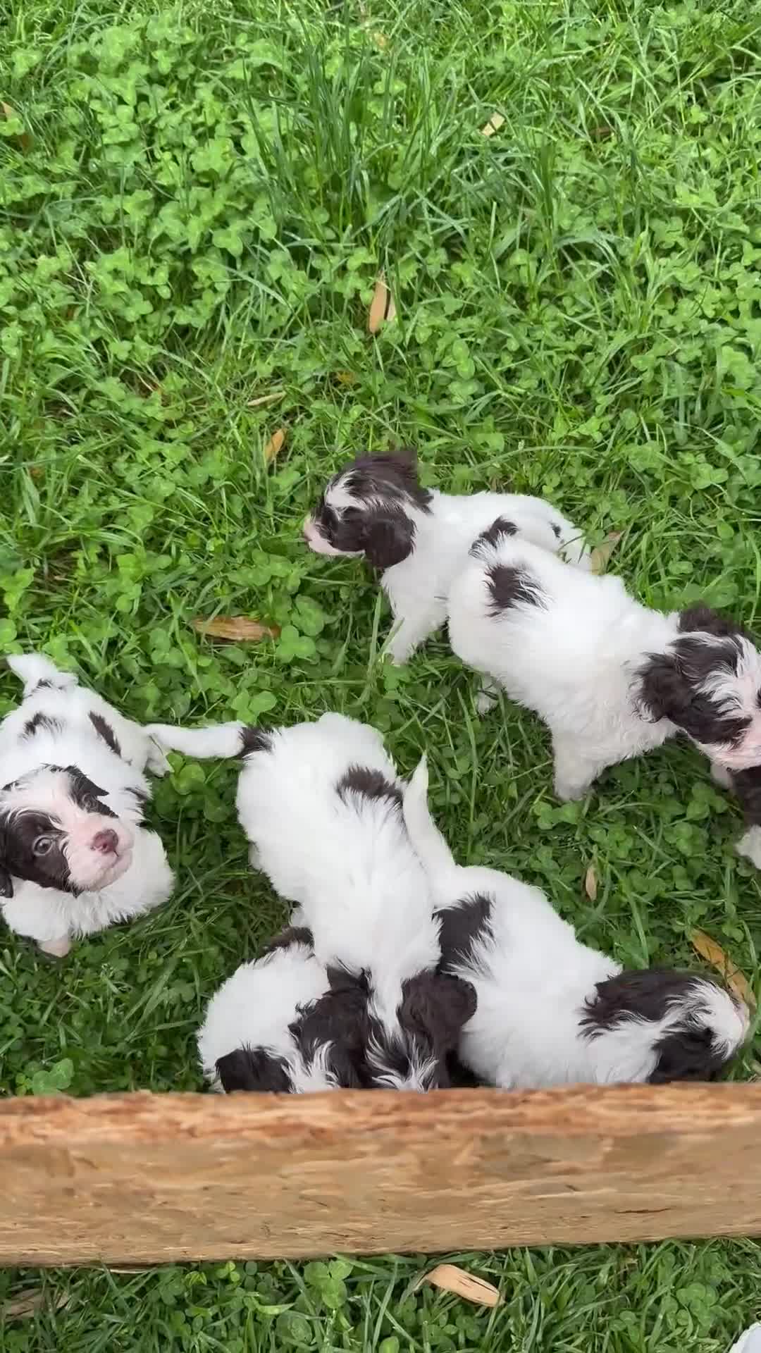 Cockapoo dogs for sale: Cockapoo puppys - Video 1