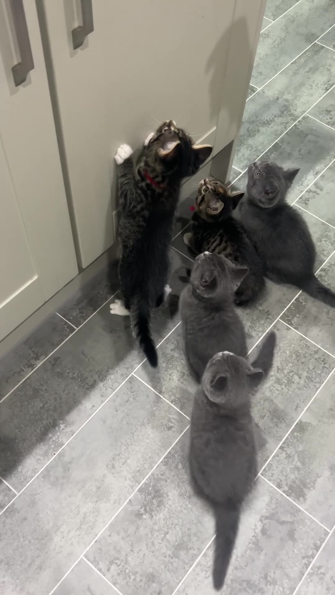British Shorthair cats for sale: BRITISH SHORTHAIR KITTENS-AVAILABLE NOW  - Video 1