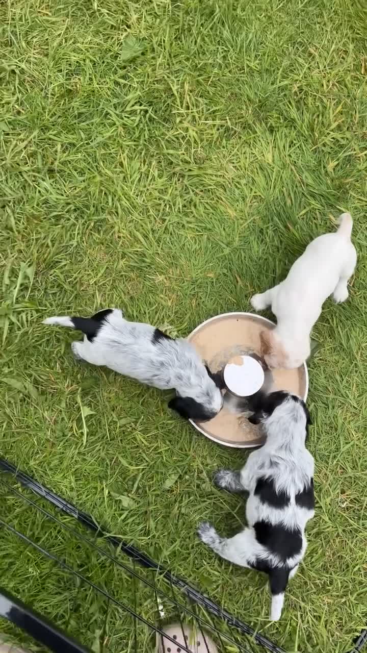 Cocker Spaniel dogs for sale: KC registered cocker spaniel puppies  - Video 1