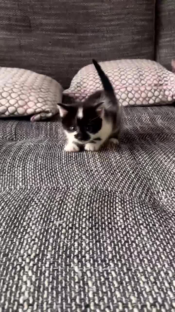 Mixed Breed cats for sale: Kittens for sale in Peterborough  - Video 3