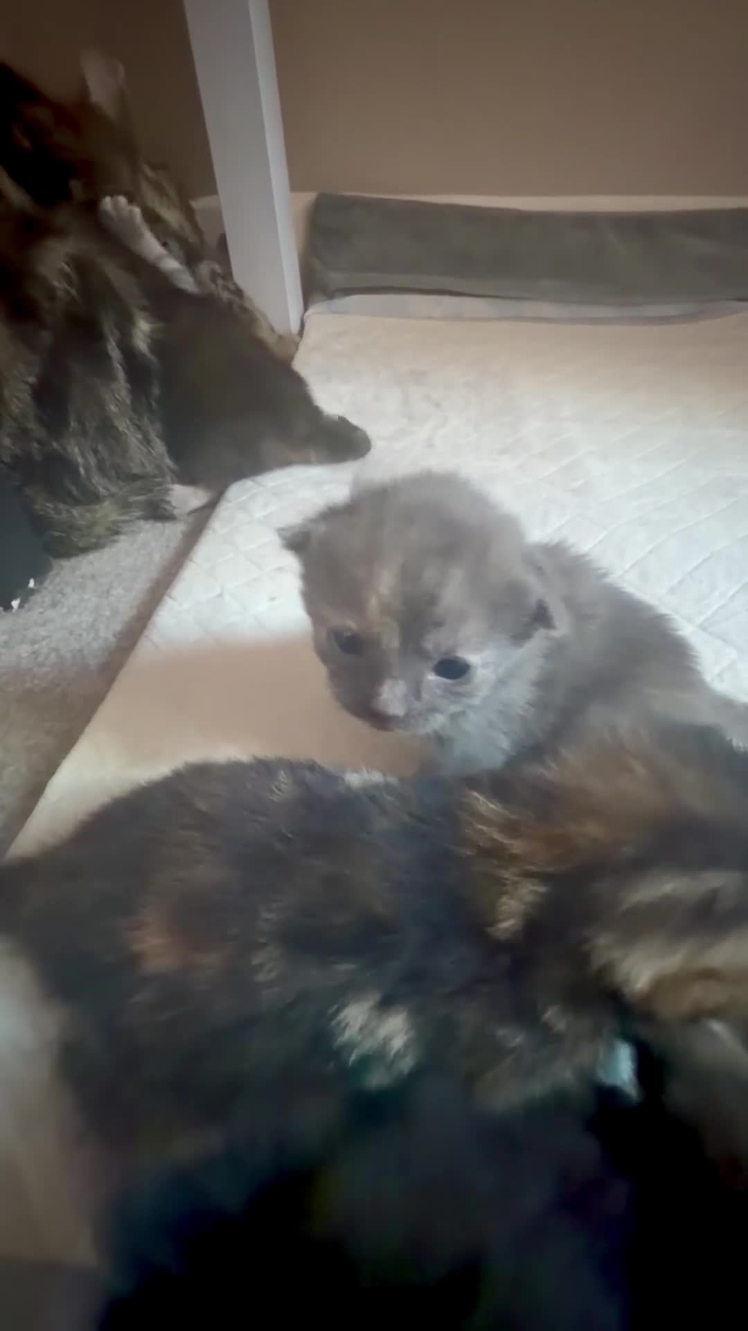 Mixed Breed cats for sale: Lovely Litter Of Mixed Kittens in Hull - Video 4