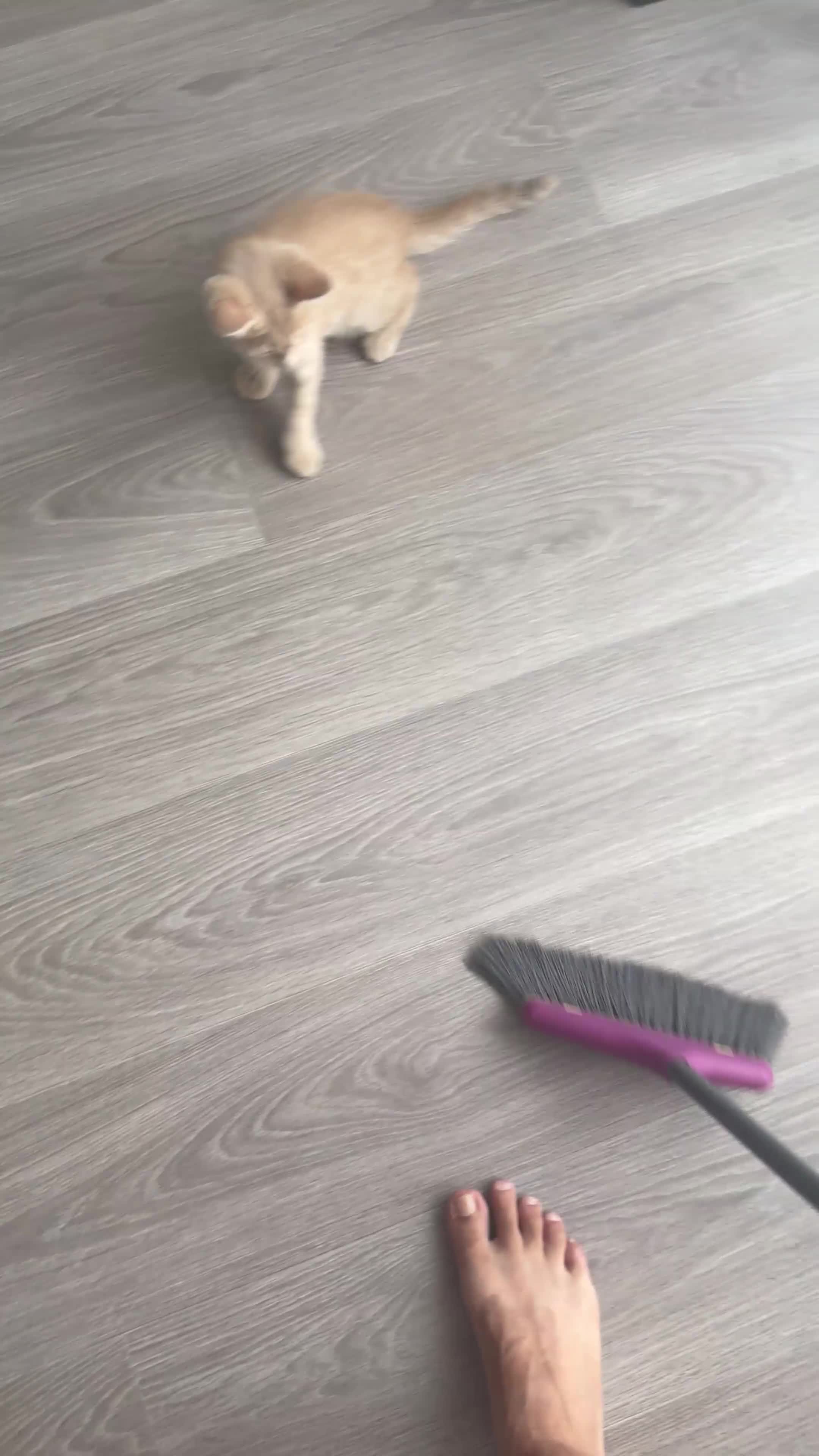 Maine Coon cats for sale: Beautiful Ginger Kitten Boy – Ready for New Home - Video 2