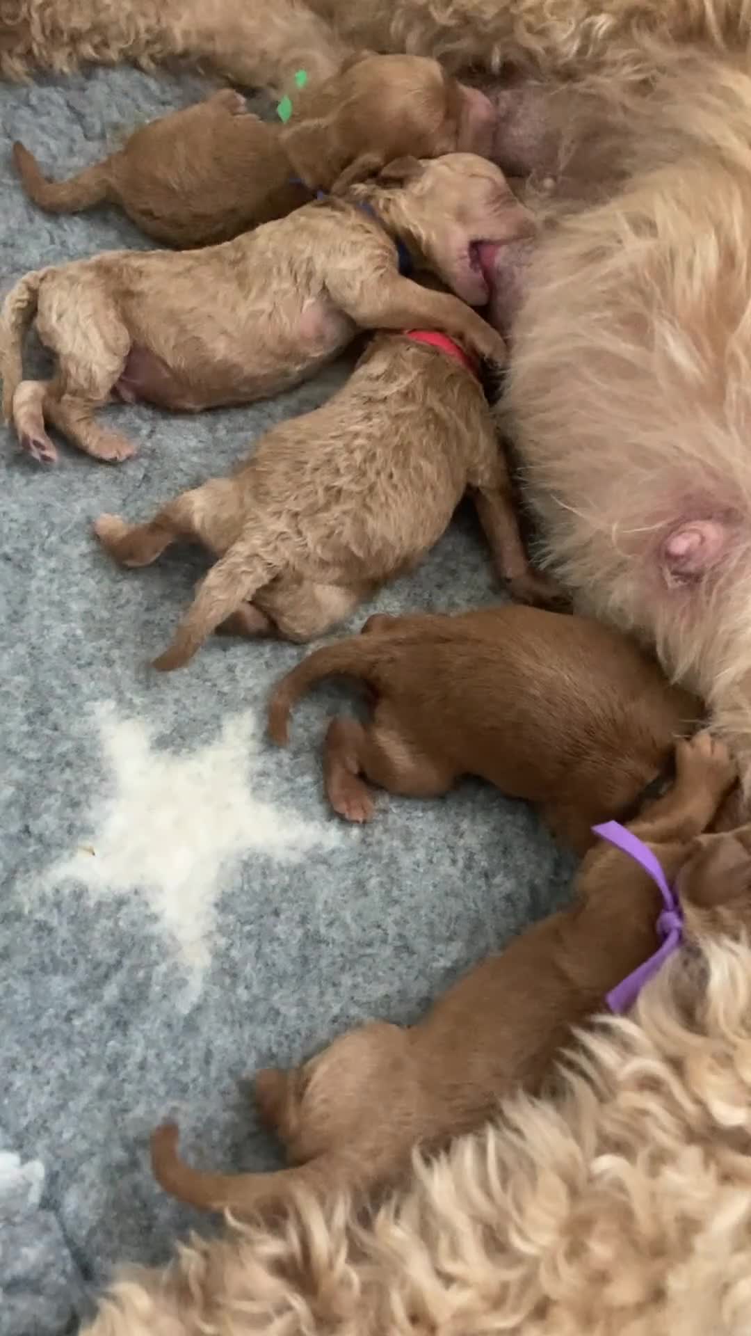 Mini Goldendoodle dogs for sale: Stunning F1b Miniature Goldendoodles - Video 1