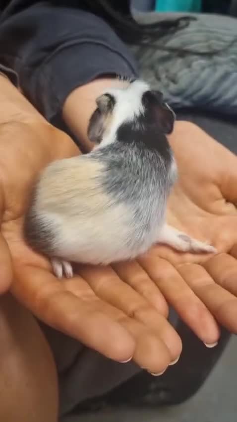 Guinea Pig rodents for sale: 2 female and 2 male Guinea pigs for sale! - Video 4