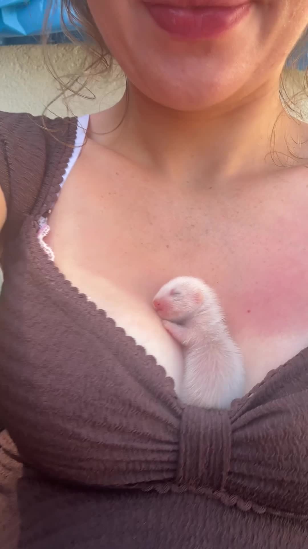 Ferret rodents for sale: Ferret kits for sale  - Video 1