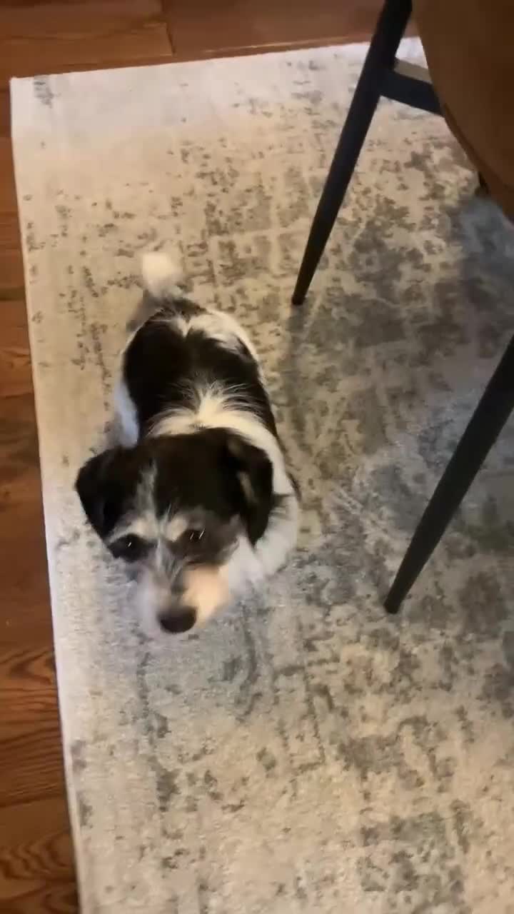 Mixed Breed dogs for adoption: ARIEL - FOR ADOPTION  - Video 2