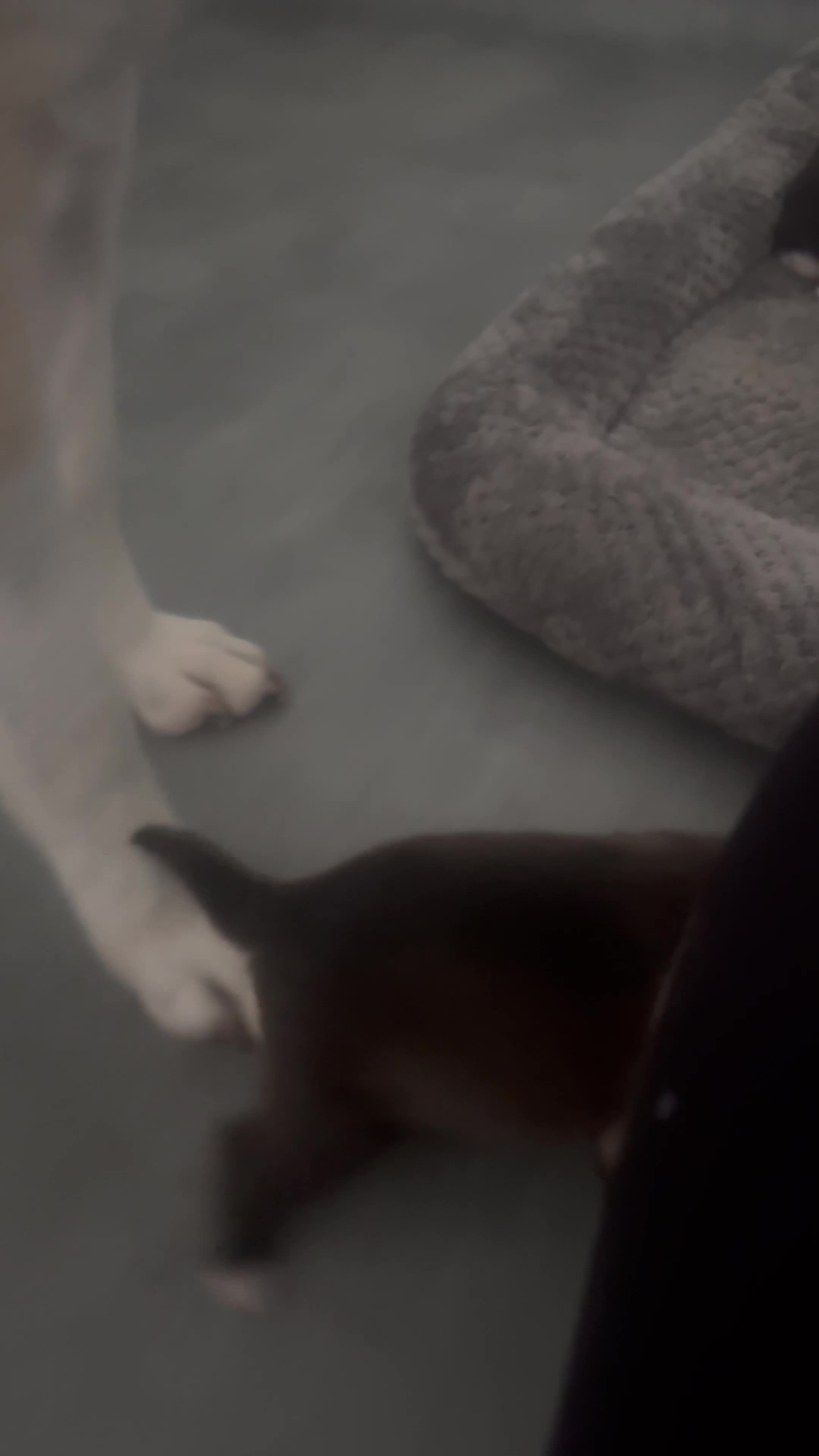 Mixed Breed dogs for sale: Mother is akita x staff father is full Akita - Video 1