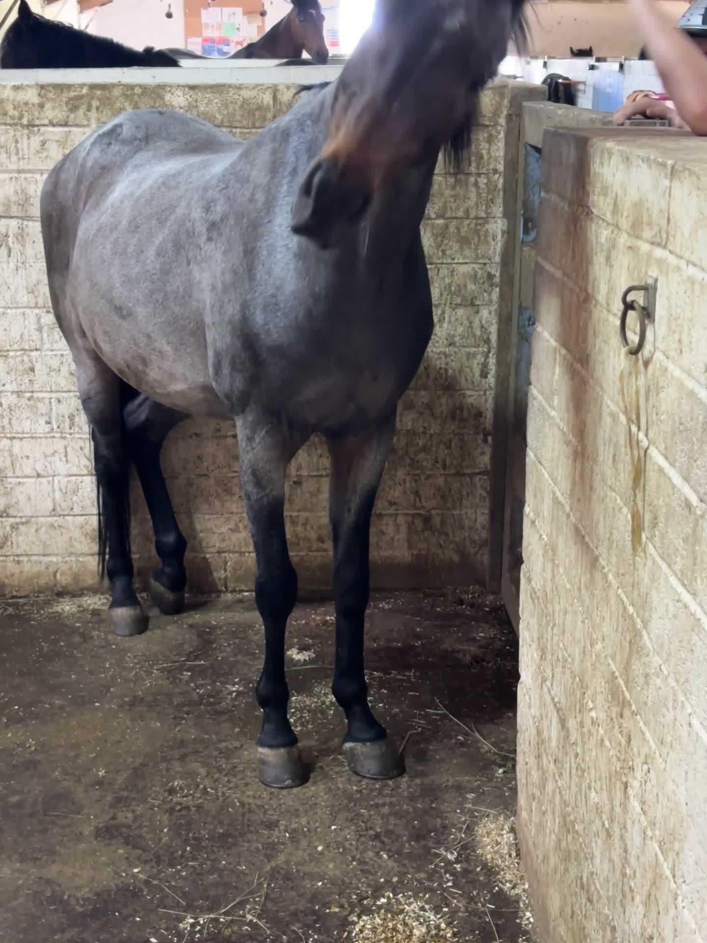 Riding pony horses for sale: 🐴 Jack – Looking for His Next Best Friend 🐴 - Video 1
