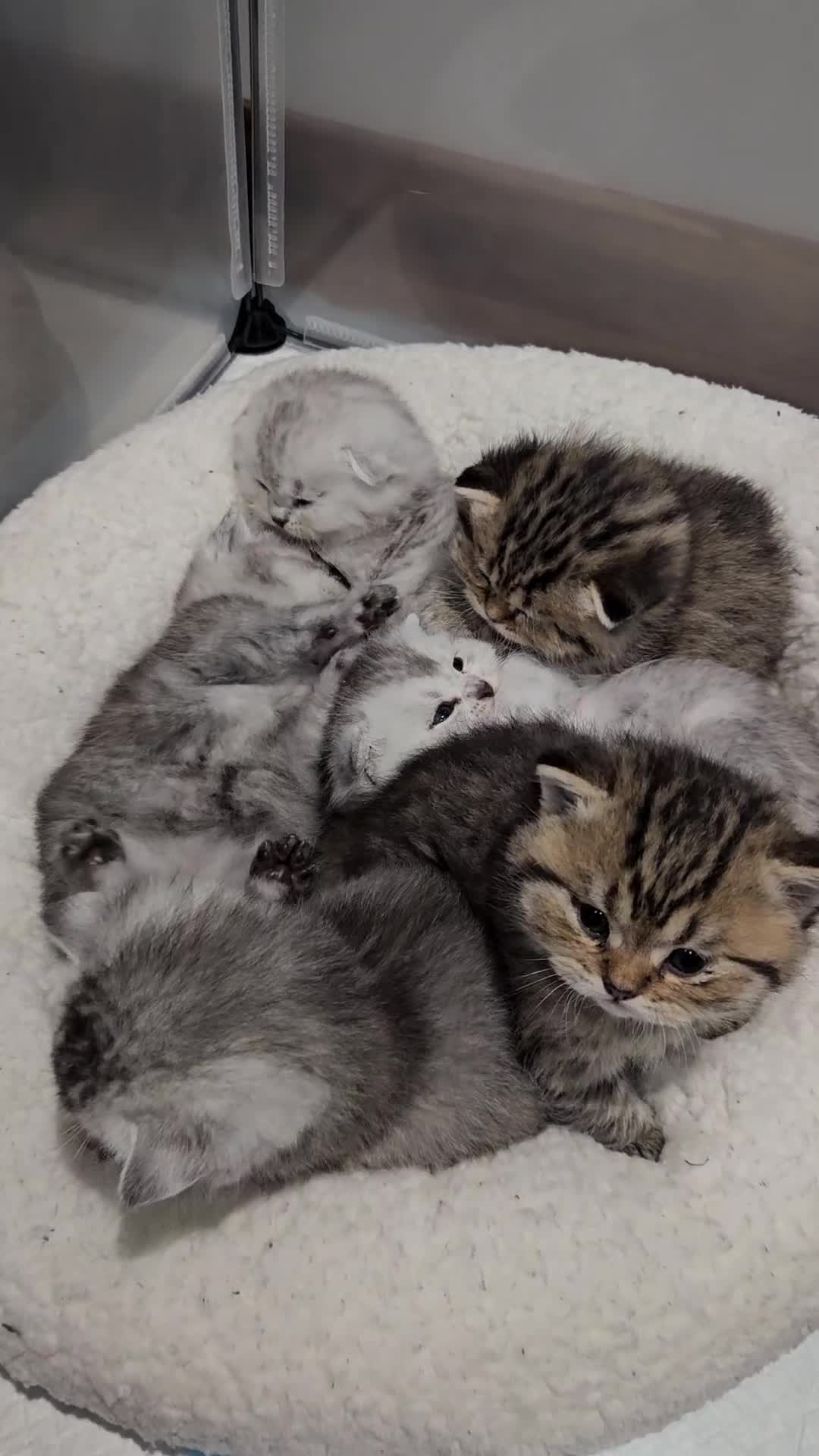 Scottish Fold cats for sale: Stunning Scottish Fold & Scottish Straight Kittens in Peterborough - Video 1