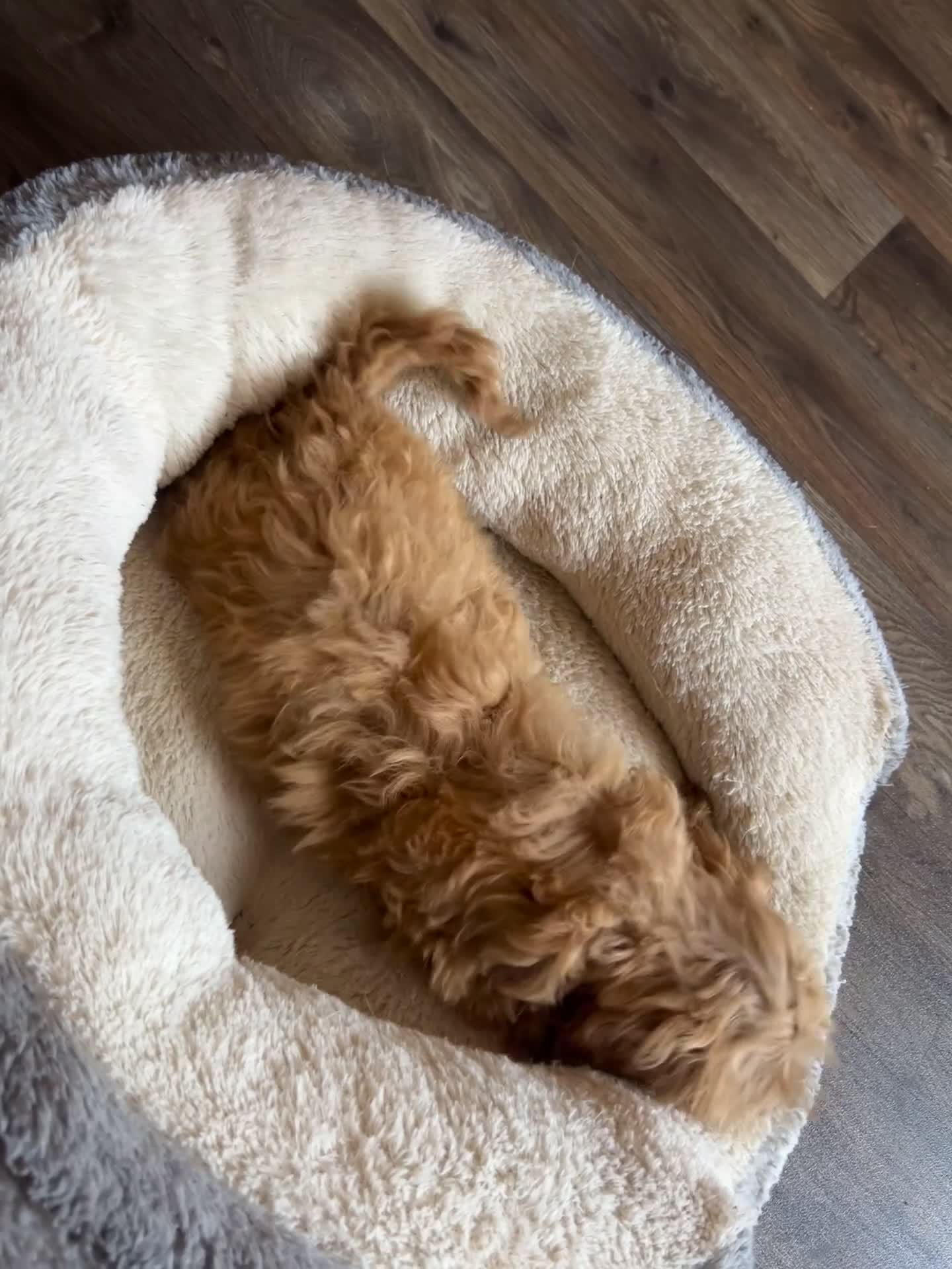 Cavapoo dogs for sale: Multigenerational Australian labradoodle cavapoo  - Video 3