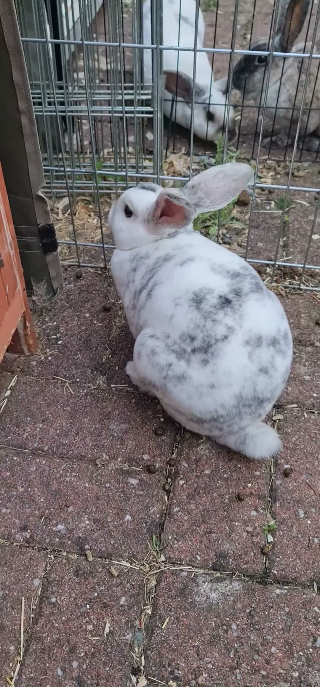 Mini Lop rabbits for sale: Stunning mini lop plush x mini rex buck SOLD - Video 1