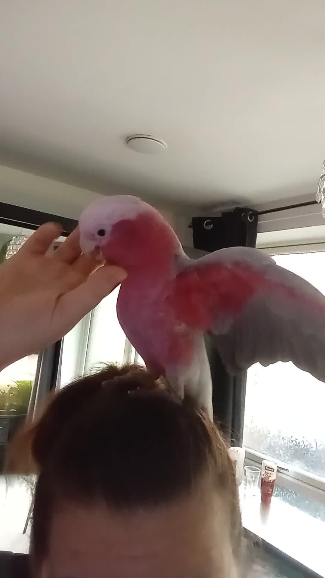Mixed Breed birds for sale: Galah cockatoo pair-£2500 - Video 2