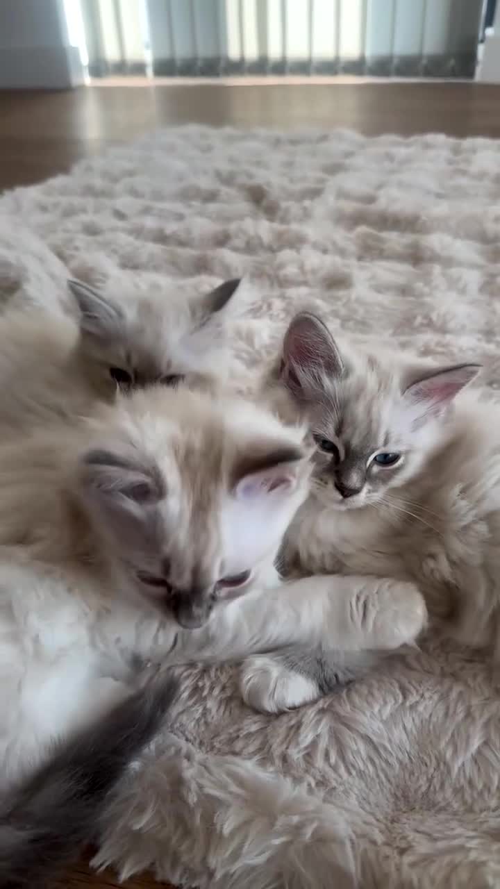 Ragdoll cats for sale: LUXURY RAGDOLL KITTENS  - Video 4