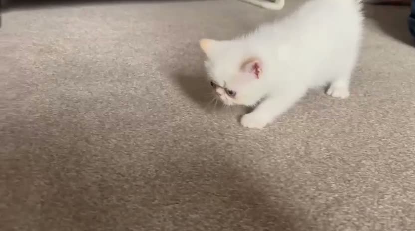 Exotic cats for sale: Red tabby colourpoint mum grand champion  in Littlehampton - Video 3