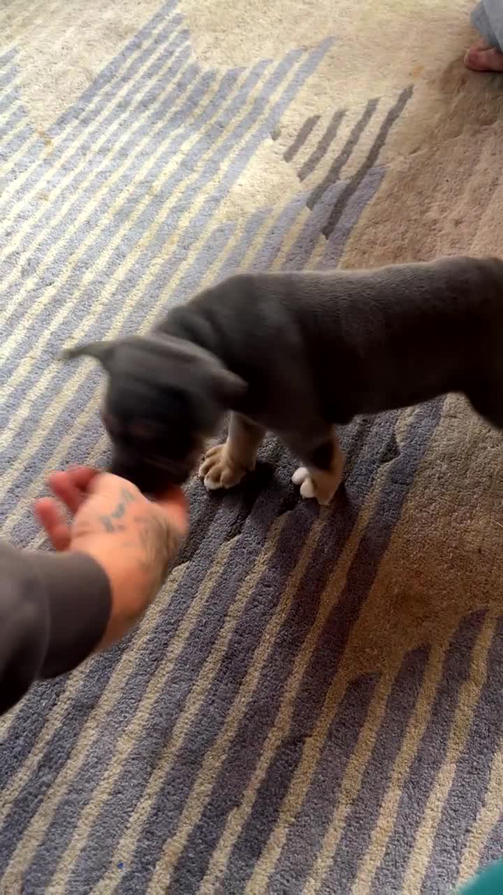 Mixed Breed dogs for sale: Ready to leave olde English bulldog x in Looe - Video 2