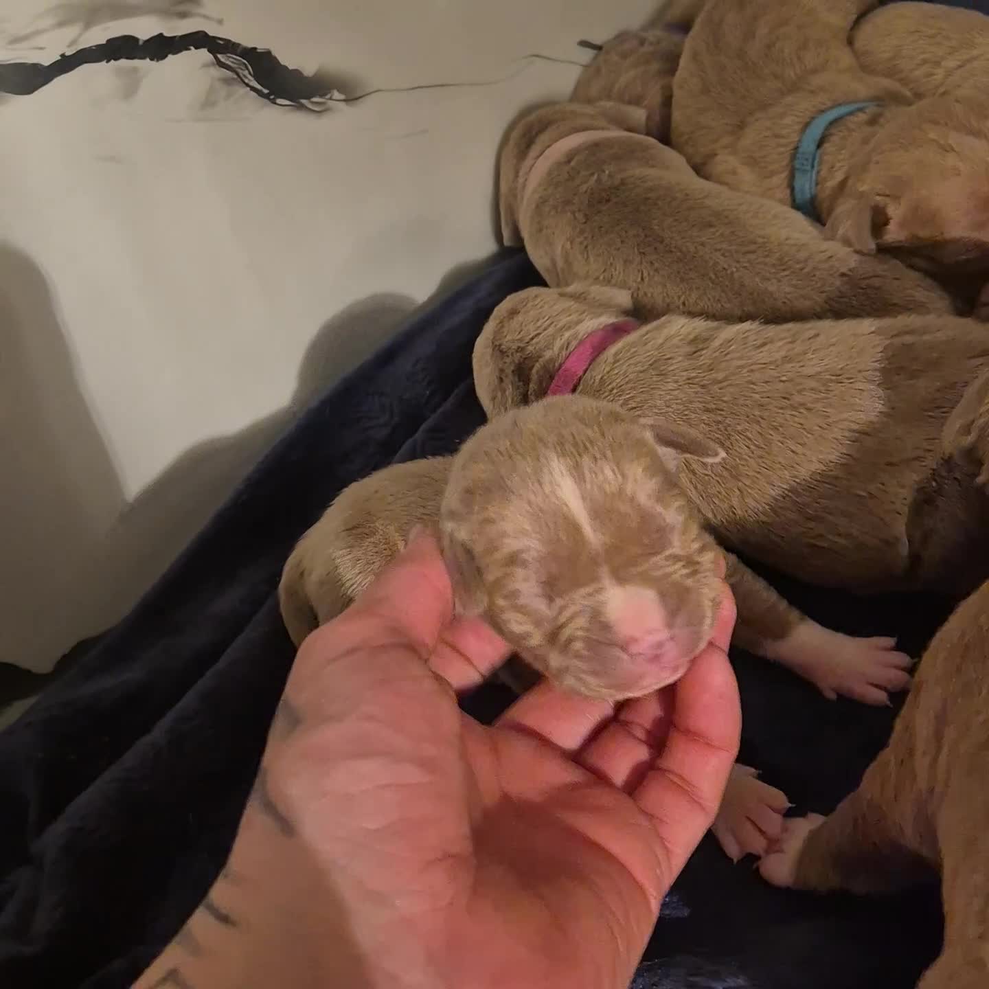 American Bully dogs for sale: Standard american bully  - Video 2