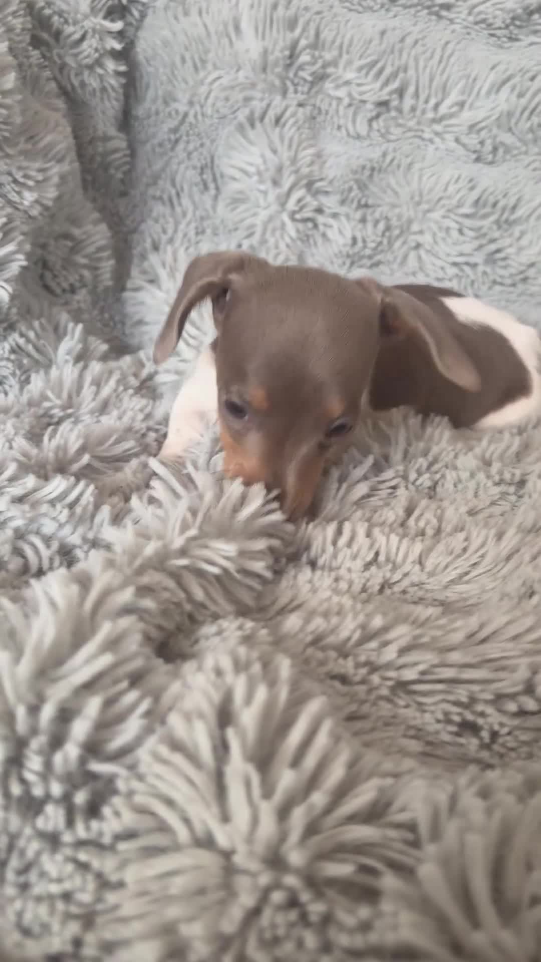 Miniature Dachshund dogs for sale: Beautiful miniature dachshund little girl - Video 1