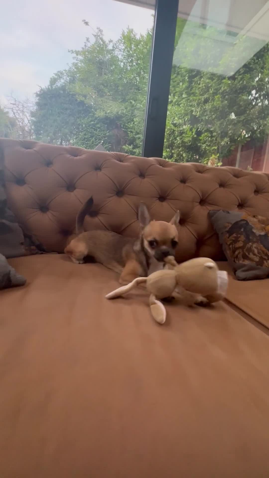 Chihuahua dogs for sale: Chihuahua Apple head  - Video 1