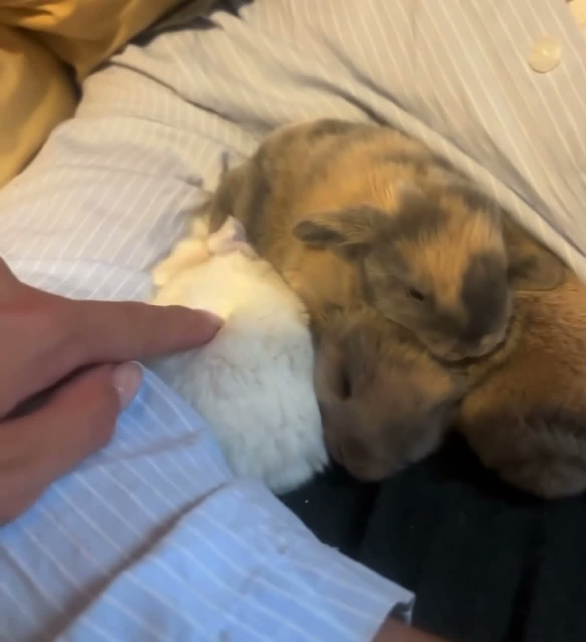 Mini Lop rabbits for sale: Two 4month old Mini lop rabbits (must go together) in Leicester - Video 1