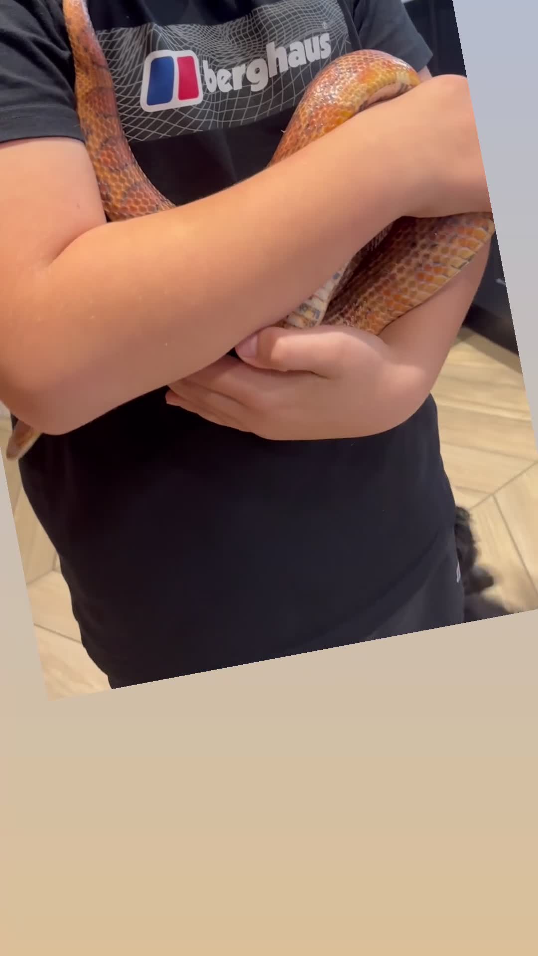 Corn Snake reptiles for sale: 2.5 year male corn snake and vivarium - Video 1