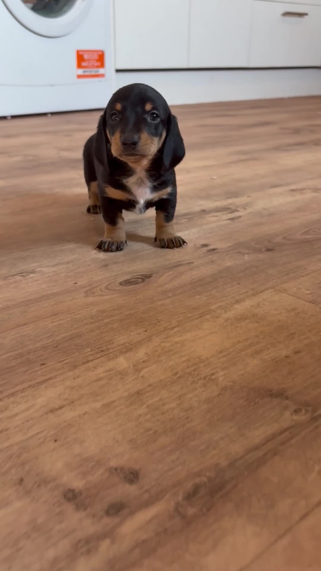 Dachshund dogs for sale: Quality Dachunds - Video 4