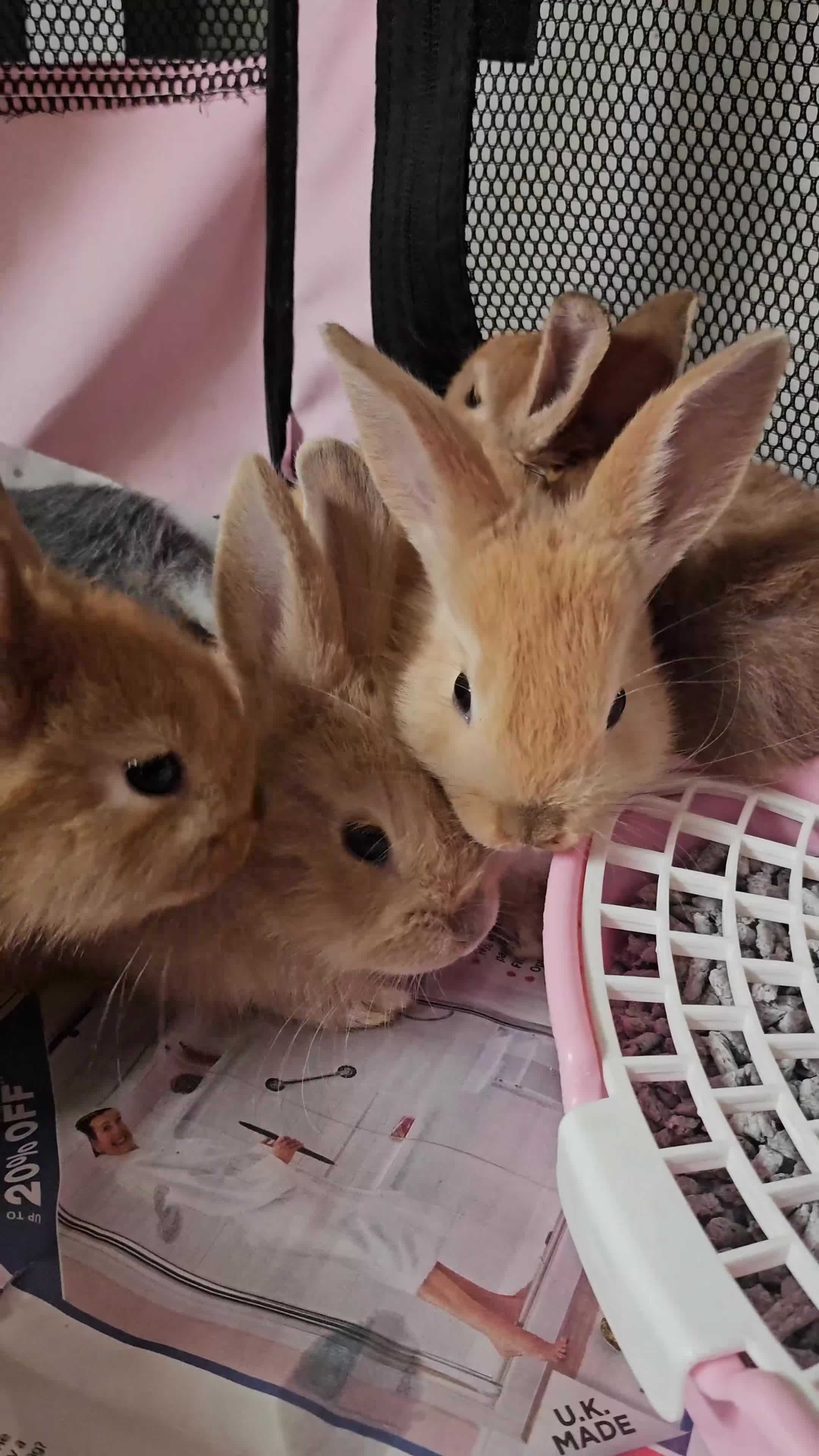 Mixed Breed rabbits for sale: Baby bunnies (Netherland dwarf cross Holland lop)  - Video 1