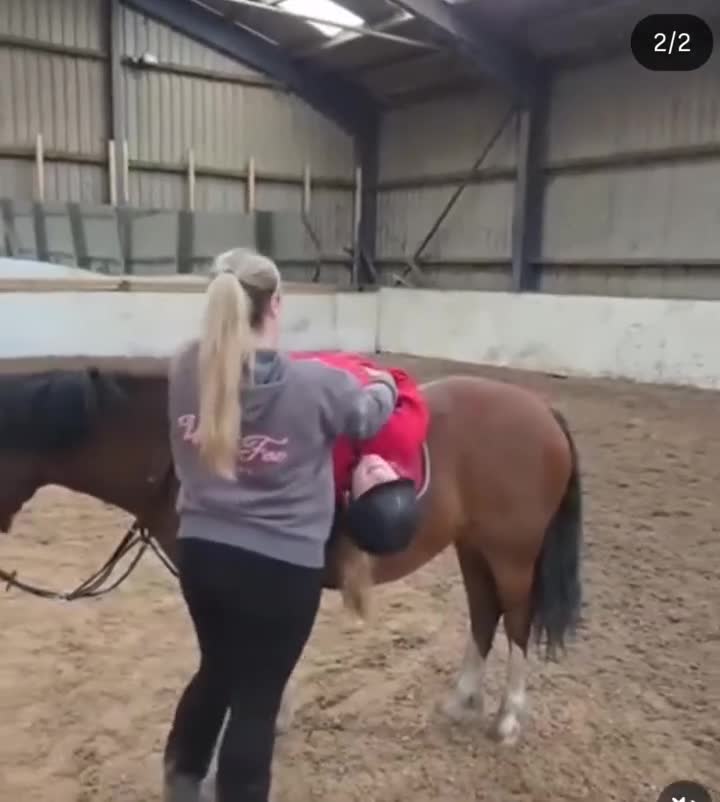 Welsh Section C horses for sale: Rhoswen Chloe - Video 1