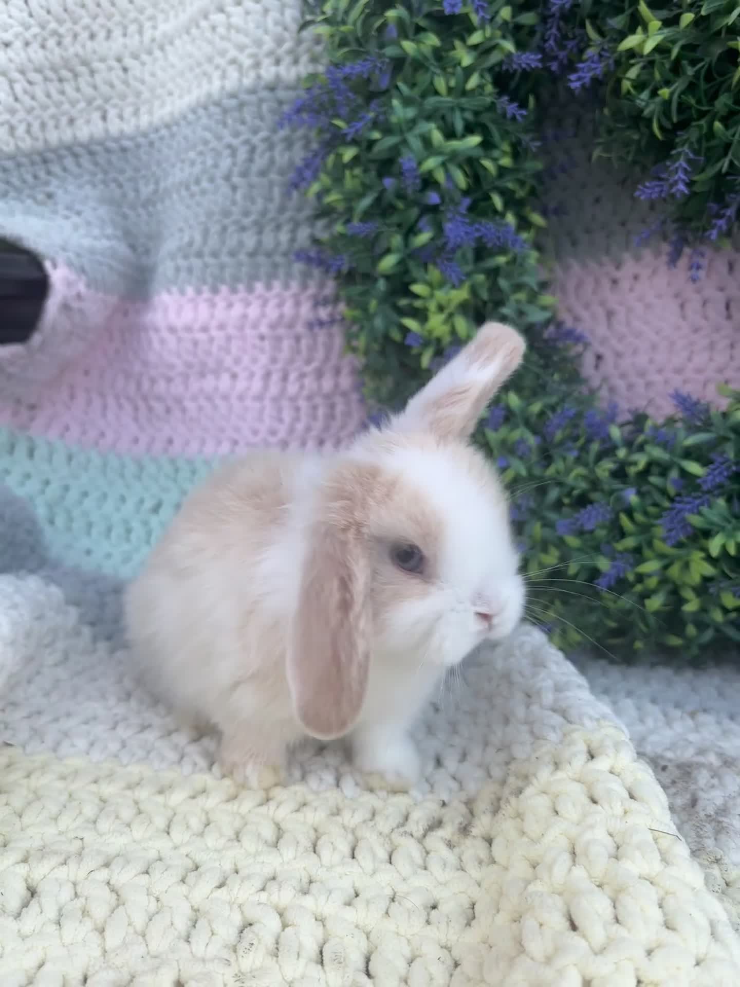 Mini Lop rabbits for sale: 2 lovely girls looking for 5⭐️ homes - Video 2