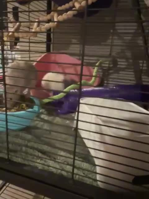 Rat rodents for sale: Two Pet Rats and Cage - Video 2