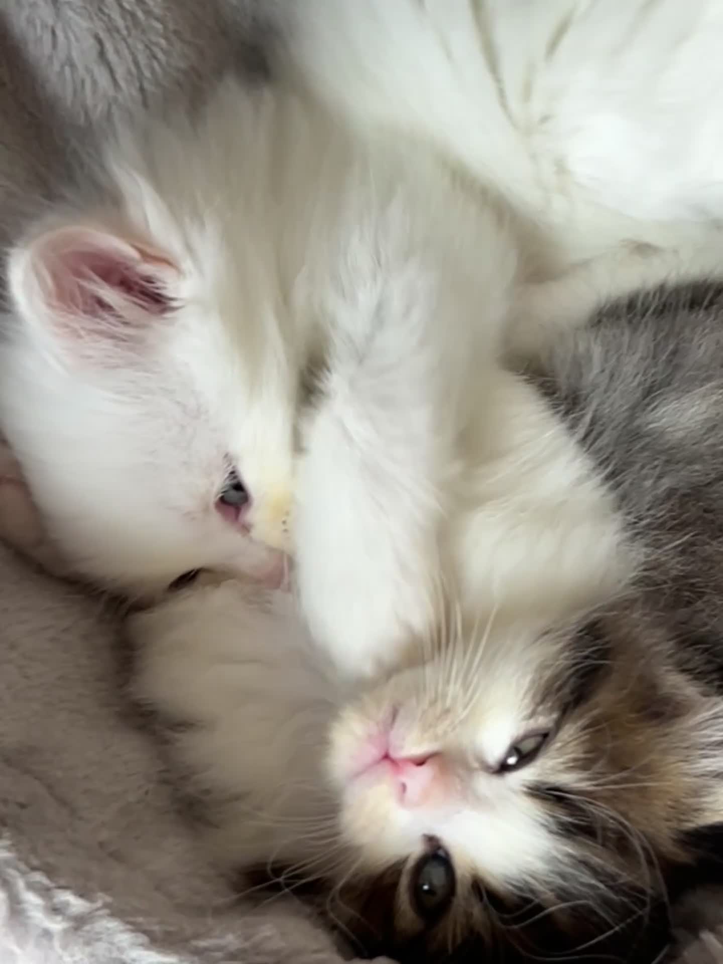 Turkish Angora cats for sale: Turkish Angora/Persian Chanchilla kittens for Sale - Video 1