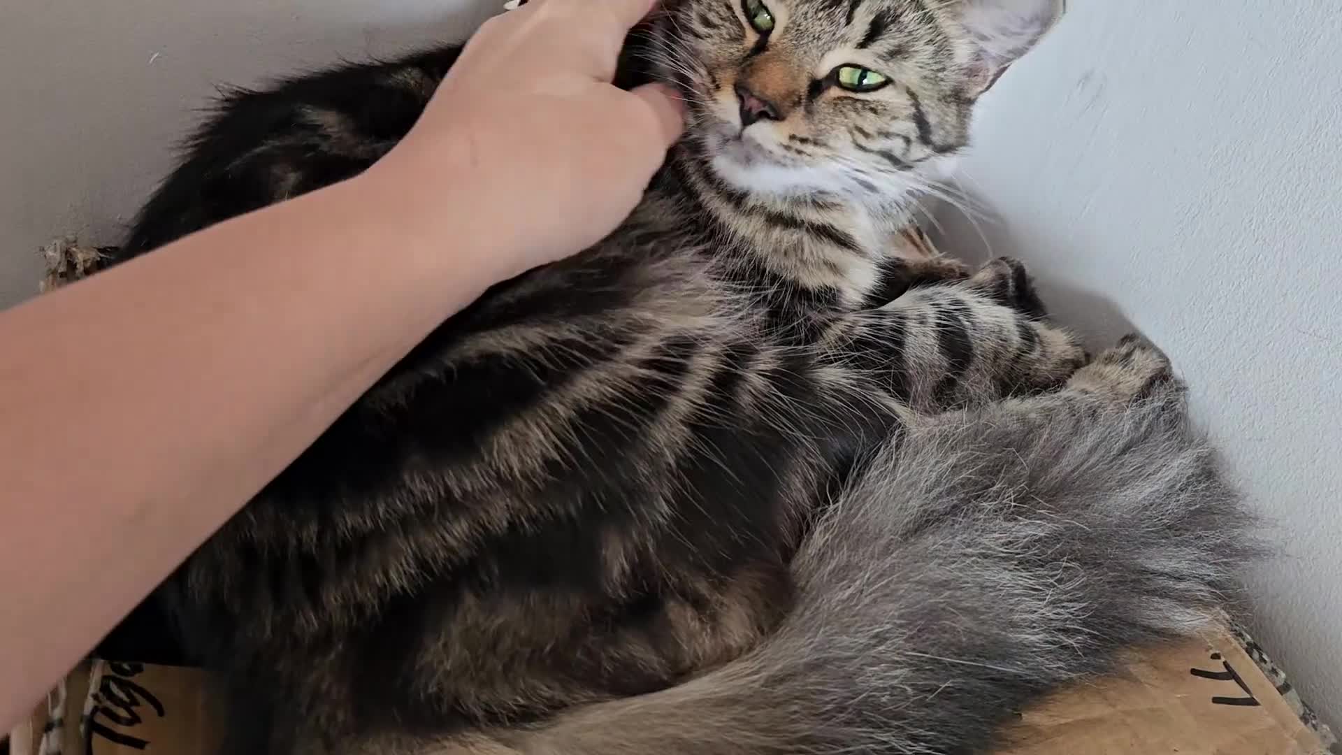 Mixed Breed cats for sale: Maine coon cross tabby - stunning fluffy kittens.. in Bridge of Weir - Video 1